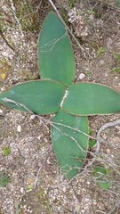 Brunsvigia bosmaniae