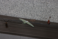 Actias artemis