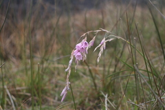 Dierama igneum