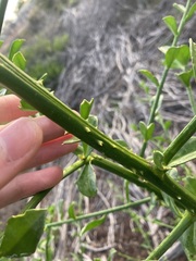 Anthocercis littorea