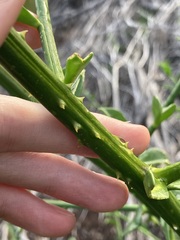 Anthocercis littorea