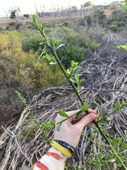 Anthocercis littorea
