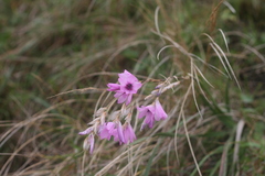 Dierama igneum