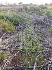 Anthocercis littorea