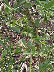 Anthocercis littorea