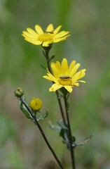 Jacobaea erratica