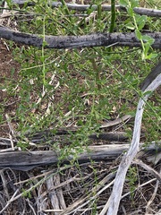 Anthocercis littorea