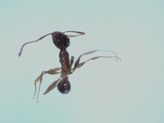 Pheidole