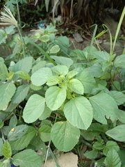 Acalypha indica