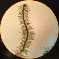 Lophocolea bispinosa