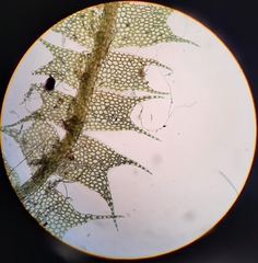 Lophocolea bispinosa