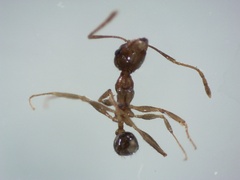 Pheidole