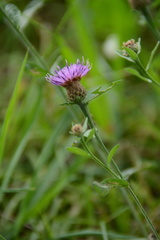 Centaurea decipiens