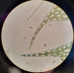 Lophocolea bispinosa