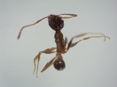Pheidole