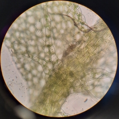 Lophocolea bispinosa