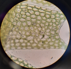 Lophocolea bispinosa