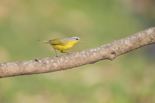 Grey-hooded Warbler (Phylloscopus xanthoschistos), photo 6