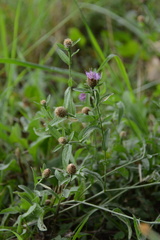 Centaurea decipiens