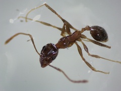 Pheidole