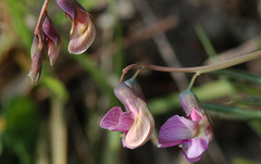 Lathyrus linifolius