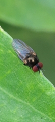 Silba