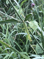 Tenodera angustipennis