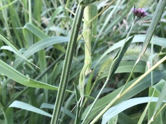 Tenodera angustipennis