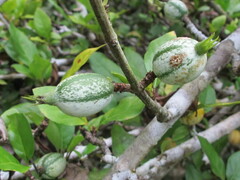 Rosenbergiodendron formosum