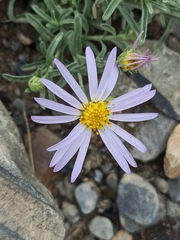 Aster altaicus