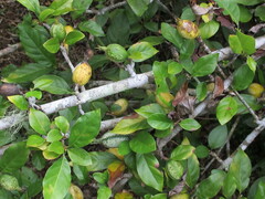 Rosenbergiodendron formosum