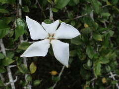 Rosenbergiodendron formosum
