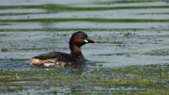Tachybaptus ruficollis