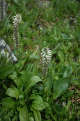 Lagotis integrifolia