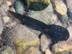 Clinotarsus penelope