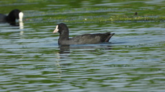 Fulica atra