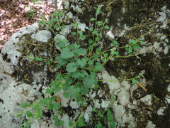 Campanula fenestrellata