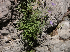 Campanula waldsteiniana