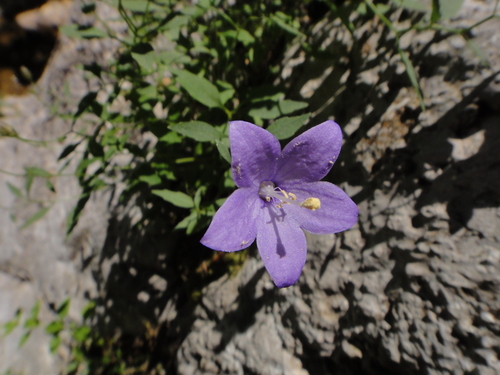 Image of Campanula waldsteiniana by (c) Christian Berg, some rights reserved (CC BY)