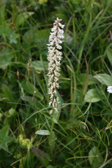 Macropodium nivale