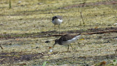 Tringa glareola