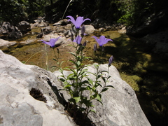 Campanula waldsteiniana