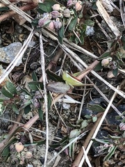 Conocephalus maculatus