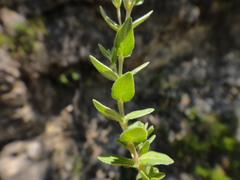 Micromeria croatica