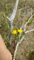 Marasmodes dummeri