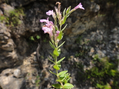 Micromeria croatica