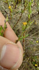 Marasmodes dummeri