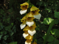 Digitalis laevigata