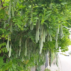 Wisteria floribunda