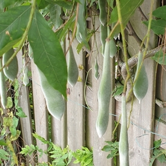 Wisteria floribunda